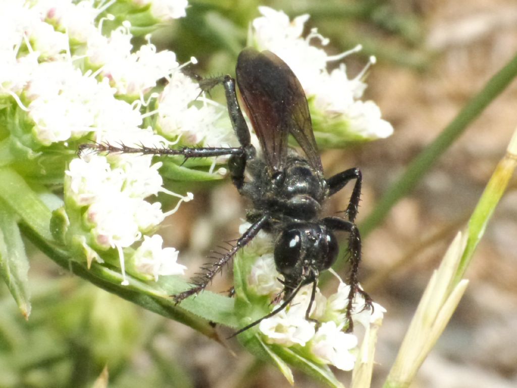 Quale Sphex? No. femmina di Palmodes occitanicus